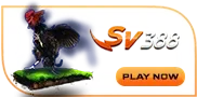 sabung ayam sv388